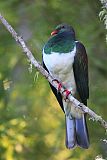 New Zealand Pigeon